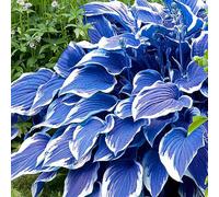 200 Pièces Graines d'Hosta, Graines de Fleurs d'Hosta Vivace, Graines Fleurs à Semer, Semences d'Hostas pour Le Jardin et Balcon, Facile à Cultiver, Croissance Rapide, Haut Rendement