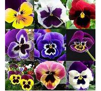 200 Pièces Mélanger Les Graines De Fleurs De Pensée Annual Perenial Viola Tricolor Fleurs Jardinage Graine Pour Planter En Plein A