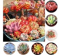200 pz succulente Semi Pack - Home Garden Balcony Perennials seeds Kit facile in crescita Semi 200 pz:Seeds