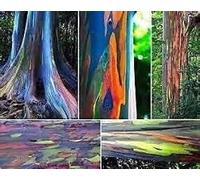 200 / SAC rare arc-en-Eucalyptus deglupta, arbre tropical voyantes, les graines d'arbres pour bébé de plantation de jardin et amant comme