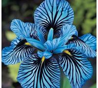 2000 Graines D'orchidées Rayées, Pour Décoration De Jardin, Plantes En Pot Quatre Saisons Pour Balcon, Graines De Fleurs,A5