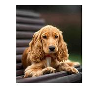 2000 Piece Paper Jigsaw Puzzle Cocker Spaniel Wall Art Home Decor Decoration Gift 70x100cm