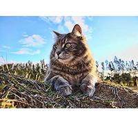 2000 Pieces Jigsaw for Adults Puzzles Waiting Cat Brain Challenge Puzzle for Kids Educational Games,Recommended for Adults and Children to Interact,DIY Game Gift70x100cm Gi219