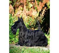 2000 Pieces Paper Jigsaw Puzzle Black Scottish Terrier Dog for Wall Art Home Decor Decoration Gift 70x100cm