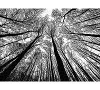 2000 pièces Puzzle en Bois Noir et Blanc Arbres Naturel Paysage Artisanat Cadeau Famille Classique Puzzle