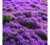 2000 Thym Rampant Violet, Couvre-Sol Vivace, Alternative à Pelouse, Parfumé, Résistant à la Sécheresse