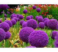 . 200pcs / Bag Allium Giant giganteum Cipolla Belle Piante di Fiori Viola impianto Casa Giardino Fiori Cipolle in Vaso: mix-100