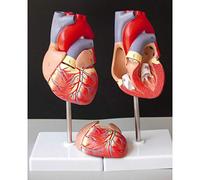 2020 Human Heart Anatomy Modèle Anatomique pour Le modèle d'enseignement Viscères Organ Eumacional + Ressources pédagogiques Science Science