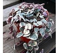 20PCS Ceropegia woodii Semi Fiorisce il giardino raro del giardino del fiore del mondo