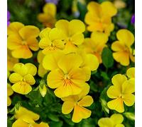 20pcs graines de pensée pour la culture de jardin d'intérieur à haute valeur ornementale pour créer un paysage naturel dans votre cour pour vous apporter de la bonne humeur