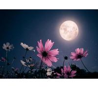 20x10FT (6x3m) Pleine Lune sur Champ De Fleurs Cosmos Roses Fond Photo