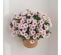 21 Têtes Fleurs Artificielles, Simulation de Style Rural Fleurs en Plastique Colorfast, Marguerites Artificielles Fleurs en Plein air Fausses Plantes, Décoration Intérieure et Extérieure