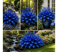 230 Éléments d'Hosta Bleu, Jardin Ombré et Balcon, Feuillage Givré et Éclat Naturel Sans Contrainte