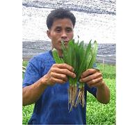 2350 graines Recao Culantro Coriandre ancho Eryngium foetidum nouvelles semences +