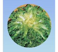 2400 graines de chicorée frisée de ruffec, variété ancienne résistante au froid pour récoltes d'automne - soit 4 grammes