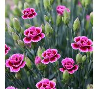 241 pièces de graines de pensées premium mélangées Dianthus Caryophyllus Chabaud Mix pour prairie