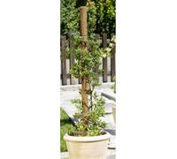 24x tuteur bois coco tuteur tuteurs plantes grimpantes vrilles aide jardin