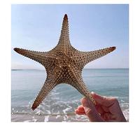 25-33 cm surdimensionné Naturel Roi étoile de mer Grande Coquille conque Rouge Coquillage Plage Artisanat Maison Mariage Aquarium décoration Coquillages de mer pour la décoration