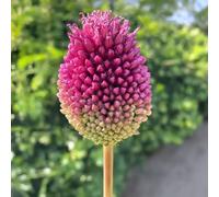 25 bulbes de Allium sphaerocephalon | Aulx décoratifs | Circonférence 6/+ cm | Bulbes provenant des meilleurs producteurs néerlandais | Sélection exclusive et contrôle qualité | Floraison garantie.