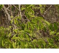 25 Celastrus Paniculatus Black oil plant - Intellect tree - Jyotishmati Seeds.