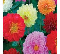 25 Dahlia Opera Mix Graines Dahlia nain Graines de fleurs