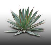 25 Graines À Semer - Le Grenier D'abondance - Agave Chrysantha - Plante Succulente