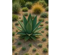 25 graines à semer - Le Grenier d'Abondance - Agave Gentryi - Agave Montagneux