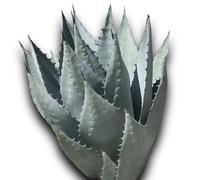 25 graines à semer - Le Grenier d'Abondance - AGAVE HAVARDIANA - Plante Succulente