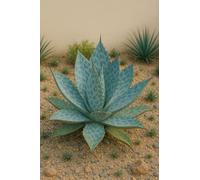 25 graines à semer - Le Grenier d'Abondance - Agave Marmorata - Agave Marbrée