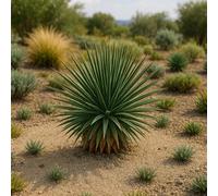 25 graines à semer - Le Grenier d'Abondance - Agave Stricta - Agave Hérissée