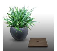 25 graines à semer - Le Grenier d'Abondance - ASTELIA BANKSII - Vivace d'Astelia de Banks