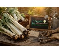 25 graines à semer - Le Grenier d'Abondance - CARDON Plein Blanc Inerme - Cynara cardunculus