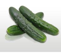 25 graines à semer - Le Grenier d'Abondance - CONCOMBRE Marketer - Cucumis sativus