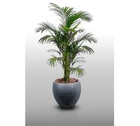 25 Graines À Semer - Le Grenier D'abondance - Dypsis - Dypsis Malcomberi