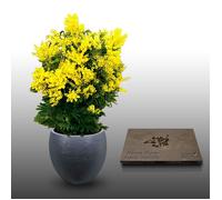 25 graines à semer - Le Grenier d'Abondance - MIMOSA D'HIVER - Acacia Dealbata