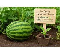 25 graines à semer - Le Grenier d'Abondance - Pastèque Crimson Sweet - Citrullus lanatus