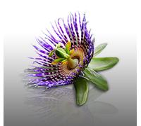 25 graines à semer - Le Grenier d'Abondance - POMME CALEBASSE - Passiflora Maliformis