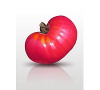 25 Graines À Semer - Le Grenier D'abondance - Tomate Rose De Berne - Solanum Lycopersicum