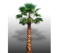 25 Graines À Semer - Le Grenier D'abondance - Washingtonia Filifera - Palmier Résistant