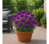25 graines à semer - Le Grenier d'Abondance - ZINNIA ELEGANS Lilliput Purple Gem