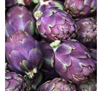 25 Graines Artichaut Violet