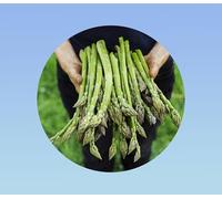 25 Graines asperge verte mary washington - asparagus mary washington-