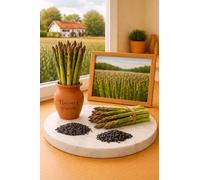 25 Graines asperge Verte - MARY WASHINGTON - ASPARAGUS MARY WASHINGTON - Légume Jardin - 462