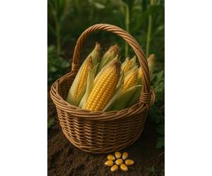 25 graines bio à semer - Le Grenier d'Abondance - Maïs Doux Pop Corn - Zea Mays
