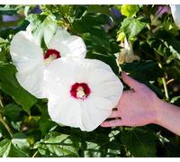 25 Graines D Hibiscus Des Marais