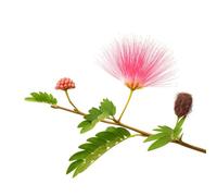 25 Graines d'Arbre à Soie Albizia (Albizia julibrissin) - SemiSauvage Permaculture - graines reproductibles