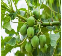 25 graines d'arbre de jatropha