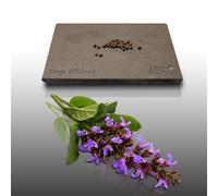 25 graines d'Aromatiques à semer - Le Grenier d'Abondance - SAUGE - Rosmarinus officinalis