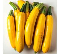 25 Graines de Courgette Goldena - SemiSauvage Permaculture