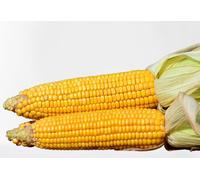 25 graines de Fleurs BIO à semer - Le Grenier d'Abondance - MAIS Golden Bantam -Certifié AB - Zea mays